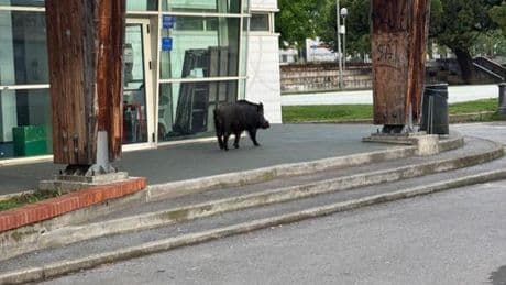 Cinghiali in centro a Savona, travolte alcune persone e un vigile: due in ospedale | Foto | Video