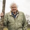 Neu im Kino: Mahnung und Magie: Die Doku „Ozean mit David Attenborough“