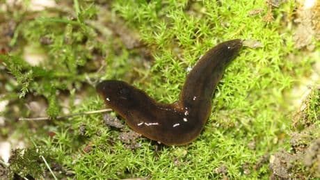 Verwechslungsgefahr im Garten: Diesem Wurm sollten Sie besser aus dem Weg gehen