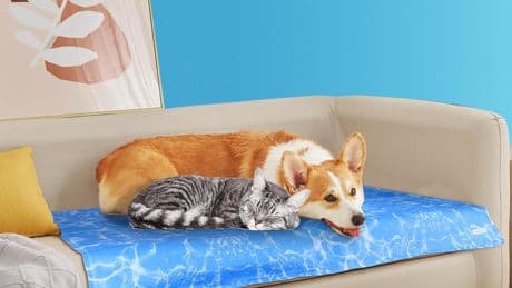 Mantén a tu perro o gato fresco todo el día con las mejores alfombrillas refrescantes para mascotas