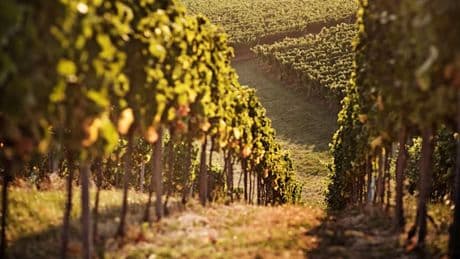 Warum Deutschlands Weinberge bald nur noch auf Postkarten existieren
