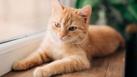 Resuelto el misterio de los gatos naranjas: un gen explica por qué casi todos son machos