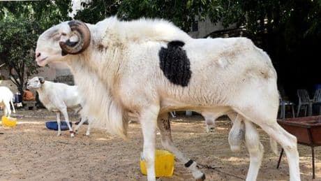 Au Sénégal, le ladoum, mouton star pour la Tabaski