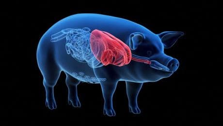 Un poumon de cochon a été greffé dans un corps humain, une première