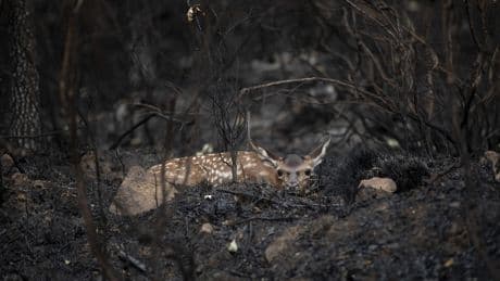 Osos en los colmenares, ciervos en los viñedos y lobos en las granjas: la nueva amenaza tras el fuego en Castilla y León