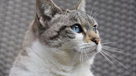 "L'abandon ne devrait pas être une solution": à Lyon, des associations sauvent les chats à la rue
