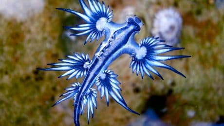 Blaue Drachen: Giftige Schnecken lösen Badeverbot in Spanien aus