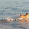 « Mais qu’est-ce qu’il fait là-bas ? » Un chien perdu parcourt 160 km et rejoint une île à la nage
