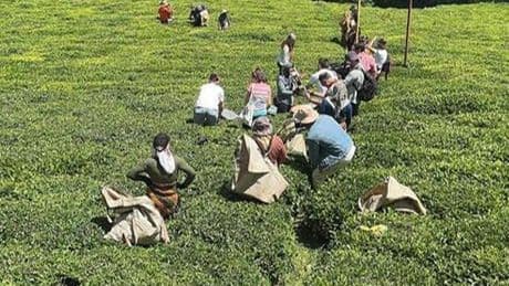 Giresun'da yeni sürgün çay hasadı etkinliği yapıldı