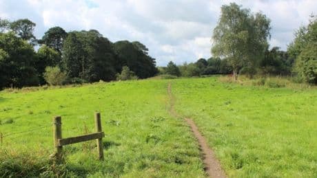 Woman killed by falling tree branch as she ‘walked with young child in park’