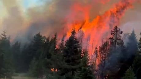California orman yangını: 12 bin hektardan fazla alan yandı