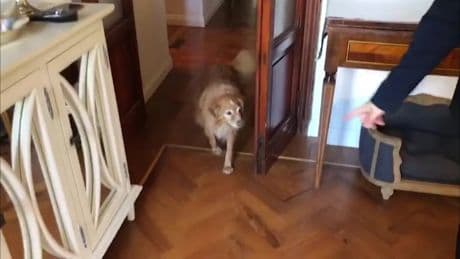 Le pillole di galateo di Petra e Carlo: a spasso con il cane