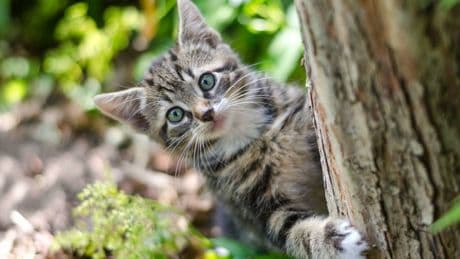 Salvare gli animale è salvare sé stessi