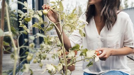 Gute Ernte: Einfacher Anbau-Trick macht Tomaten viel besser