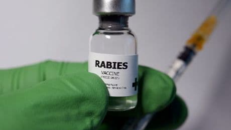 Rabies hotspots: Where you're most likely to be infected with deadly disease MAPPED