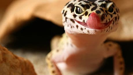 El mascotismo de reptiles: una elección diferente con pros y contras