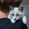 Mit diesen kleinen Gesten zeigt man Katzen seine Liebe