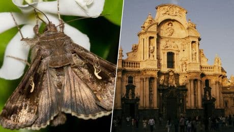 Murcia se ha llenado de polillas. No hay nada raro en esta invasión