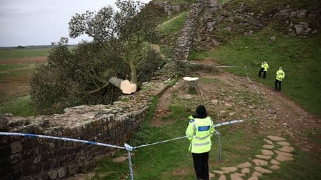 Una juez condena a cuatro años de cárcel a los hombres que talaron el &quot;árbol de Robin Hood&quot;