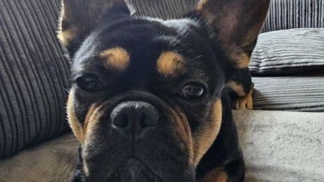Dog dies from heatstroke after 'common mistake' by doggy day care staff