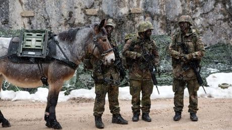 Bundeswehr setzt auf Maultiere: Keine Kavallerie-Pläne in Sicht