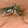 Krankheiten: Drei weitere Tote in Italien durch West-Nil-Virus
