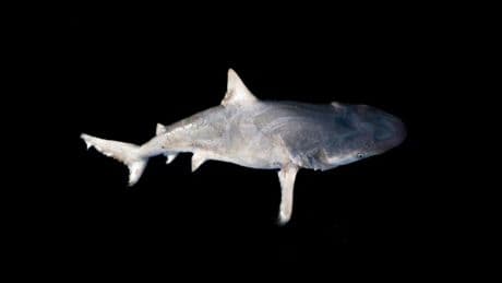 Microplastics Threaten Shark Reproduction In Indian Coastal Waters