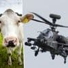 Boer moet koe laten inslapen na militaire oefening met tot op ‘grasspriethoogte’ vliegende helikop­ters