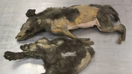 Sibirya’da bulunan 14 bin yıllık kardeşlerin sırrı çözüldü