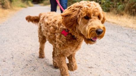 Dog owners urged not to do this in heatwave as hidden 'danger hour' revealed by vets