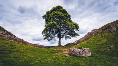 «Sycamore Gap tree» : deux hommes condamnés à quatre ans de prison pour l’abattage de cet arbre centenaire