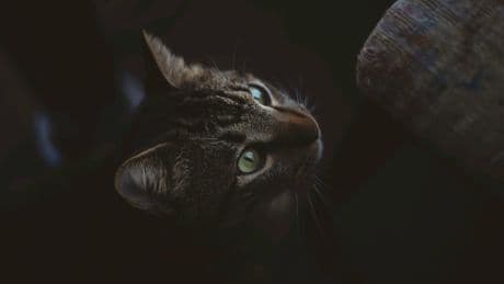 «Réglisse salée», la nouvelle couleur de chat qui fascine la science