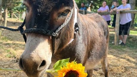 ‘Long walks around the farm’: Ontario miniature donkey’s dating profile goes viral