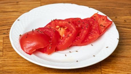 Fruchtfliegen loswerden: Mit dieser überraschenden Methode klappt es