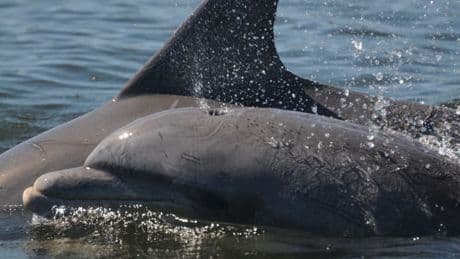 Un Américain condamné pour avoir empoisonné et tiré sur des dauphins au fusil à pompe