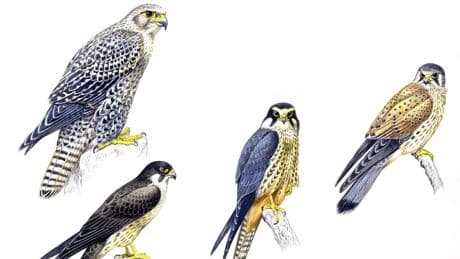 There Are Only 3 Extinct Falcons — A Biologist Tells Their Story. Hint: One Is Of Cuban Origin