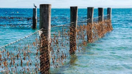 Experts Question Queensland’s New Shark Control Strategy