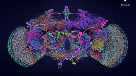 Hito de la neurociencia: crean el primer mapa de un cerebro adulto con todas sus conexiones neuronales