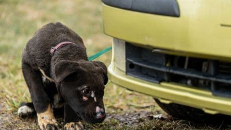 «On a dû les laisser se sauver»: dans l’Aude, le cas de conscience des propriétaires d’animaux évacués lors de l’incendie