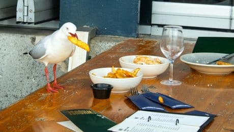 How to tell if a seagull is going to steal your food