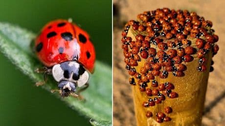 Why are there so many ladybirds in the UK just now?