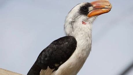 Lovesick Hornbill finally finds mate at Fife Zoo after search halted by Brexit
