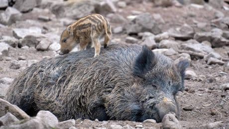 Afrikaanse varkenspest rukt op: besmet wild zwijn gevonden vlak bij Nederlandse grens