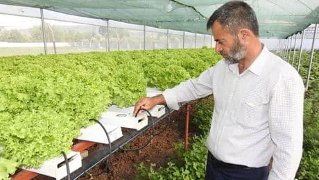 70 günde yetişen marulu 30 günde üretiyor