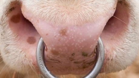 Mecklenburg-Vorpommern: Diebe stehlen Bullensperma im Wert von 30.000 Euro
