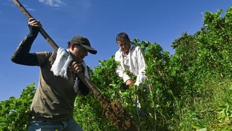 Payer l'arrachage des plants de coca : le pari de la Colombie contre le narcotrafic