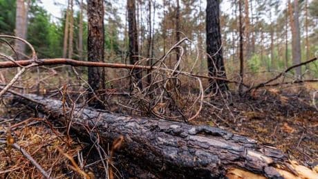 Brand im Tennenloher Forst: Waldbrand glimmt weiter - Zusammenhang mit anderen Bränden?