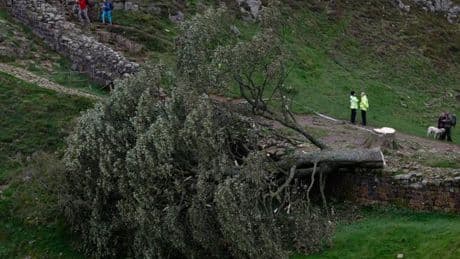 Au Royaume-Uni, deux hommes devant la justice pour avoir abattu l’“arbre de Robin des bois”