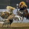 Search for 34 missing cockfighting gamblers points to volcanic lake
