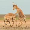 Tiere: Drohende Käfer und kämpfende Antilopen